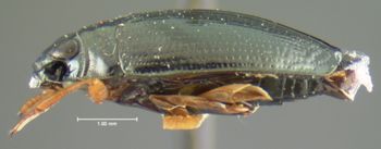 Media type: image;   Entomology 23989 Aspect: habitus lateral view